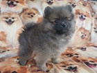 miniaturn tata pomeranian na prodej. Jsou okovan a oderven.