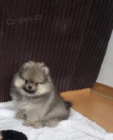 miniaturn tata pomeranian na prodej. Jsou okovan a oderven.