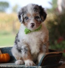 Aussiedoodle tata na prodej. Protoe jsou vichni zdrav a okovan. Zskejte jeden pro svou rodinu hned te.