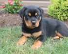 Robustn tata rottweiler.