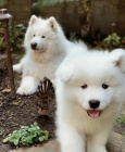 Samoyed tata.