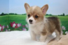 krsn a andlsk ttka Pembroke Welsh Corgi k adopci.