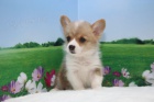 krsn a andlsk ttka Pembroke Welsh Corgi k adopci.