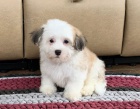 tata Coton de tulear k dispozici