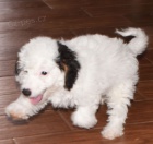 Aussiedoodle tata na prodej