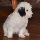 Aussiedoodle tata na prodej