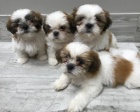 Rozkon tata Shih Tzu.