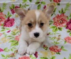 tata Welsh Corgi Pembroke k dispozici