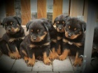 Ob Kc Rottweiler tata