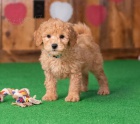 tata Goldendoodle k dispozici