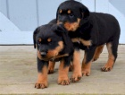 Cachorros de Rottweiler.