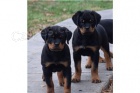 tata rottweiler.