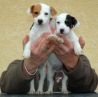 tata jack russella k adopci.