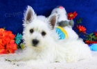 tata West Highland White Terriers k adopci