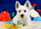 tata West Highland White Terriers k adopci