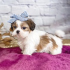 tata SHIH TZU k adopci