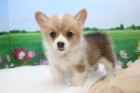 tata Pembroke Welsh Corgi k adopci