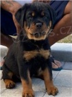 Kvalitn tata rottweiler.