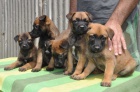 tata belgickho malinoise k adopci