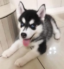 Rozkon sibisk husky s krsnma modrma oima k adopci.