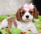 krsn ttka pejska a fenky Cavalier King Charles Spaniel k adopci.