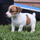 Prodm tata jack russell terira. Vechna tata jsou okovan a zdrav.