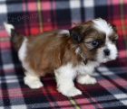 tata SHIH TZU k adopci