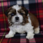 tata SHIH TZU k adopci