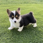 krsn a andlsk tata Pembroke Welsh Corgi na prodej.