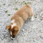 okovan tata Pembroke Welsh Corgi k adopci