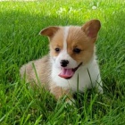 okovan tata Pembroke Welsh Corgi k adopci