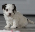 rozkon a zdrav ttka havanese k adopci