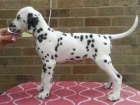 Roztomil ttka Reg Dalmatian.