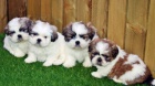 Ndhern Shih Tzu tata pipraveny.