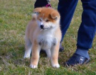 Akita Inu tata