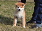 Akita Inu tata