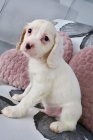 Cavapoo tata pipraven k rehomingu.