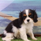 Zdrav tata Kavalr King Charles Spaniel k adopci