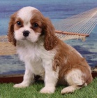 Zdrav a krsn tata Kavalr King Charles Spaniel k adopci. 