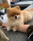 Pomeranian tata k adopci. 