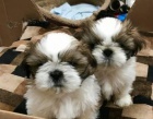 Dobr den, Shih Tzu ttka.