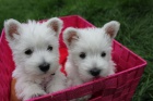 tata West Highland White Terriers k adopci