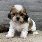 tata SHIH TZU k adopci