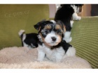 Okovan mini tata yorkie BIEWER k adopci