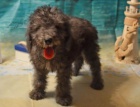 tata Bedlington Terrier k dispozici