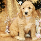 tata Goldendoodle k dispozici