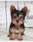 yorkie tata