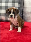 Boxer tata pipraven k adopci.