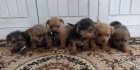 Norfolk Terrier