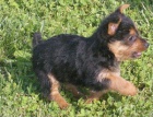 Rakousk terrier   tata.